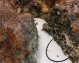 Foto del paso 4 de la receta: Budín de acelga