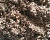 A picture of step 3 of Ragi upma (Finger millet upma).