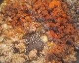 A picture of step 2 of Spicy Chili Springtime.