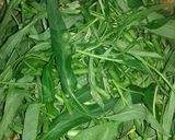 Foto langkah ke 1 dari resep Tumis Kangkung.
