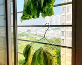 Hình bước làm 1 của món Dưa Cải Chua (Kiểu Miền Bắc)