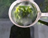 Foto langkah ke 4 dari resep Es Cendol Kecebong (Homemade).