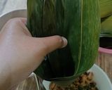 Foto langkah ke 5 dari resep Bacang Ketan Ayam.