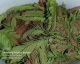 A picture of step 2 of Tamarind leaves chutney.
