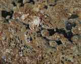 Foto del paso 2 de la receta Arroz negro 2