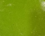A picture of step 4 of Palak Paneer Paratha.