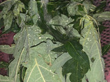 Tumis Daun Pepaya