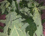 Foto langkah ke 1 dari resep Tumis Daun Pepaya.