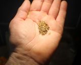 Foto del paso 2 de la receta: Moñitos del moño