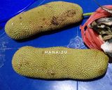 Foto langkah ke 1 dari resep Mandai Tiwadak + Cara Kupas (Fermentasi Kulit Cempedak Khas Kalimantan).