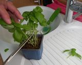 Foto del paso 3 de la receta Ensalada veraniega para deportistas