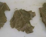A picture of step 10 of Stuffed Grape Leaves with Meat Casserole.