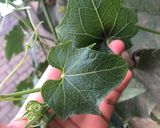 Foto del paso 1 de la receta: Guías de chayote