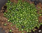 Foto langkah ke 5 dari resep Tumis Oncom Leunca.