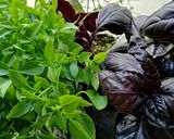 Une image de l'étape 1 de Bouchée de la reine aux legumes basilic pourpre et vert🌶️🌿🌿.