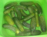 Kovászos uborka recept fázis 1 fotója