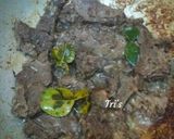 Foto langkah ke 3 dari resep Empal Daging.