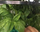 Foto del paso 4 de la receta: Tomates deshidratados en conserva de ajo asado albahacas frescas y orégano