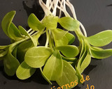 Foto del paso 2 de la receta: Brotes tiernos de semillas de cardo mariano