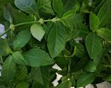 A picture of step 1 of Mukunuwenna sambol. (Sessile joyweed).