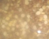 A picture of step 1 of Tuwar dal.