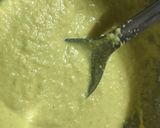 A picture of step 5 of Surti locho.