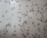 A picture of step 1 of Ghawan with Peanut Chutney.