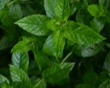 Une image de l'étape 1 de Popsicle mojito.