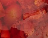 A picture of step 2 of Tomato soup.