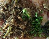 รูปขั้นตอนการทำที่ 4 ของ ไก่แดดเดียว 3 รส
