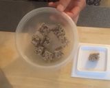 A picture of step 3 of Homemade Natto.