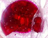Foto langkah ke 4 dari resep Jelly Naga.