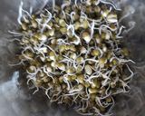 સ્પ્રોઉટ્સ સલાડ (Sprouts Salad Recipe in Gujarati) રેસીપી સ્ટેપ2ફોટો