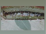 Terang bulan/ Martabak Manis anti gagal, mudah dan simple
