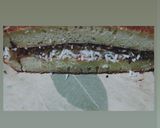 Foto langkah ke 10 dari resep Terang bulan/ Martabak Manis anti gagal, mudah dan simple.