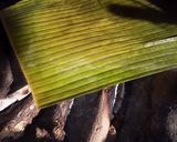 Foto del paso 2 de la receta: Tamales de puerco en chileajo 🐖 🫔 y chocolate de cacao