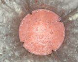A picture of step 3 of Strawberry Yogurt Smoothies.