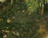 Foto langkah ke 3 dari resep Sayur Daun Ubi Tumbuk Takokak.