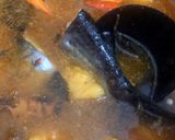 Foto langkah ke 3 dari resep Pindang Patin Palembang.