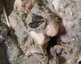 Foto langkah ke 1 dari resep Ayam Laos.