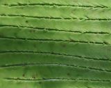 A picture of step 2 of Leaf shaped mathari.