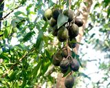 Hình bước làm 1 của món Mứt Cóc Non Vị Ô Mai