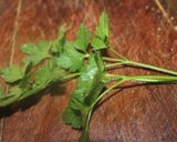 Foto del paso 4 de la receta: Ensalada con ajonesa de zanahoria
