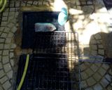 Φωτογραφία βήματος 14 της συνταγής Μπριζόλες χοιρινές με μαρινάδα στα κάρβουνα Αντώνης