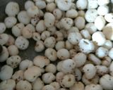 A picture of step 2 of Dry Fruits Cutlets.