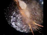 กุ้งมังกรทอดราดซอสเปรี้ยวหวาน