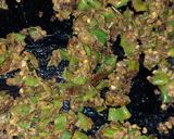 A picture of step 3 of Fry Green Chili.