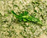 Hình bước làm 3 của món Sốt pesto