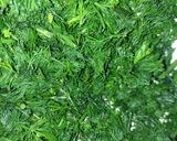 A picture of step 1 of Matar pulau with dill leaves.