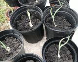 A picture of step 2 of Garlic.